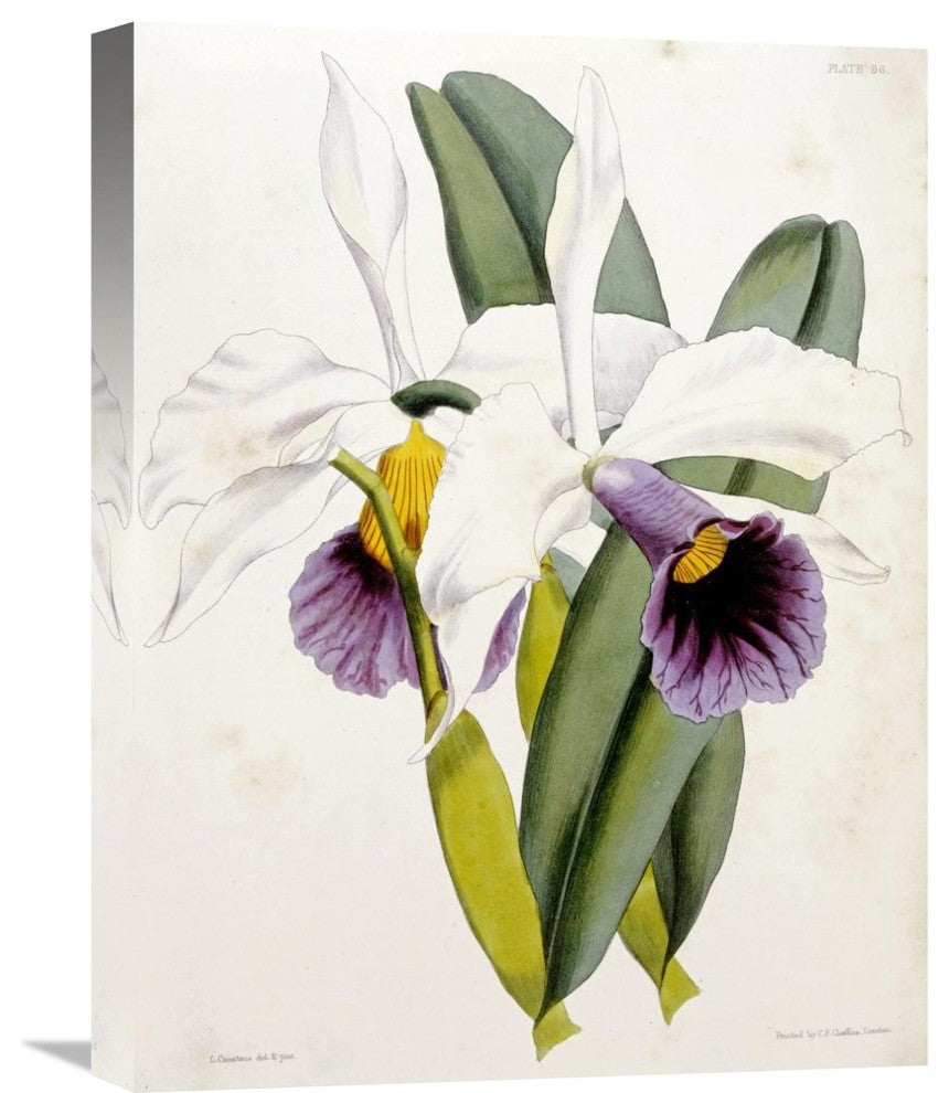 "Lily" Stretched Canvas Giclee by William Curtis, 17"x22"