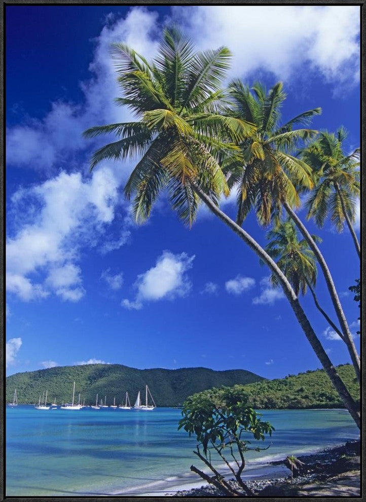 "Palm trees at Maho Bay, Virgin Islands"  by Tim Fitzharris, 25x33"