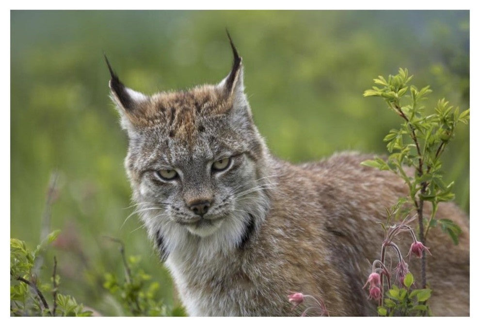 "Canada Lynx portrait, North America" Paper Print by Tim Fitzharris, 20"x14"
