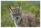 "Canada Lynx portrait, North America" Paper Print by Tim Fitzharris, 20"x14"