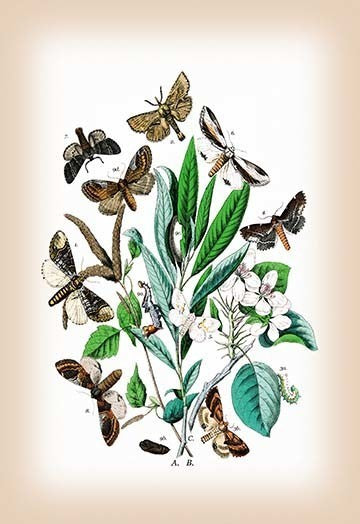 Moths: Pterostoma Palpina, Statalia Argentina, Et Al- Fine Art Giclee Print