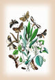 Moths: Pterostoma Palpina, Statalia Argentina, Et Al- Fine Art Giclee Print