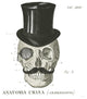 "Dandy Bones I" Digital Paper Print by Sue Schlabach, 26"x26"