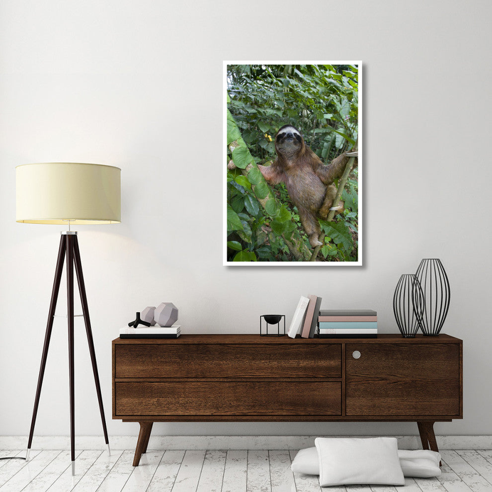 "Brown-throated 3-toed Sloth male, Aviarios Sloth Sanctuary" Paper Art, 34"x50"