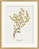 Valley Wildflower Honeysuckle, Giclee Reproduction Artwork