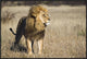 "African Lion male, Khutse Game Reserve, Botswana"  by Vincent Grafhorst, 37x25"