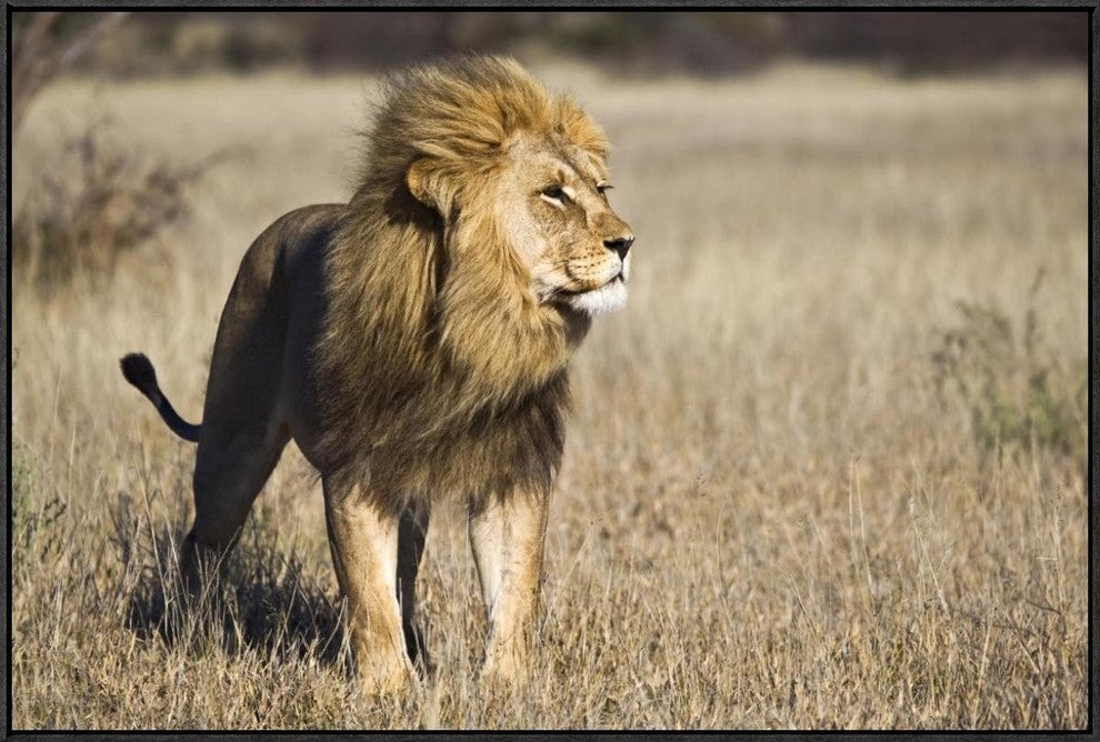"African Lion male, Khutse Game Reserve, Botswana"  by Vincent Grafhorst, 37x25"