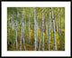 "Aspen trees in fall, Colorado" Framed Digital Print by Tim Fitzharris, 40x32"