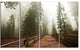 Foggy Sequoya National Park, Oversized Landscape Canvas Art, 48"x28", 4 Panels