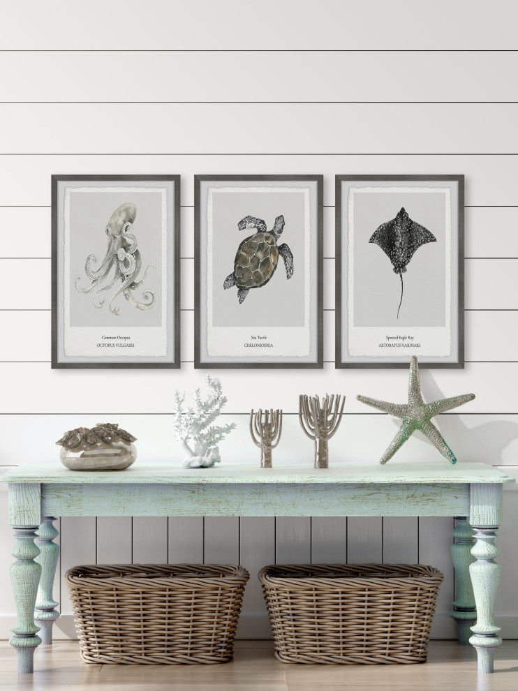 Aetobatus Narinari Triptych, 3-Piece Set, 16x24 Panels