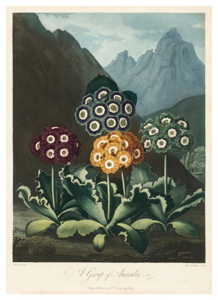 "A Group of Auriculas, 1803" Digital Paper Print by Frederick Lewis, 23"x32"