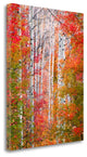 "Autumn Passage" By Elizabeth Carmel, Giclee Print on Gallery Wrap Canvas