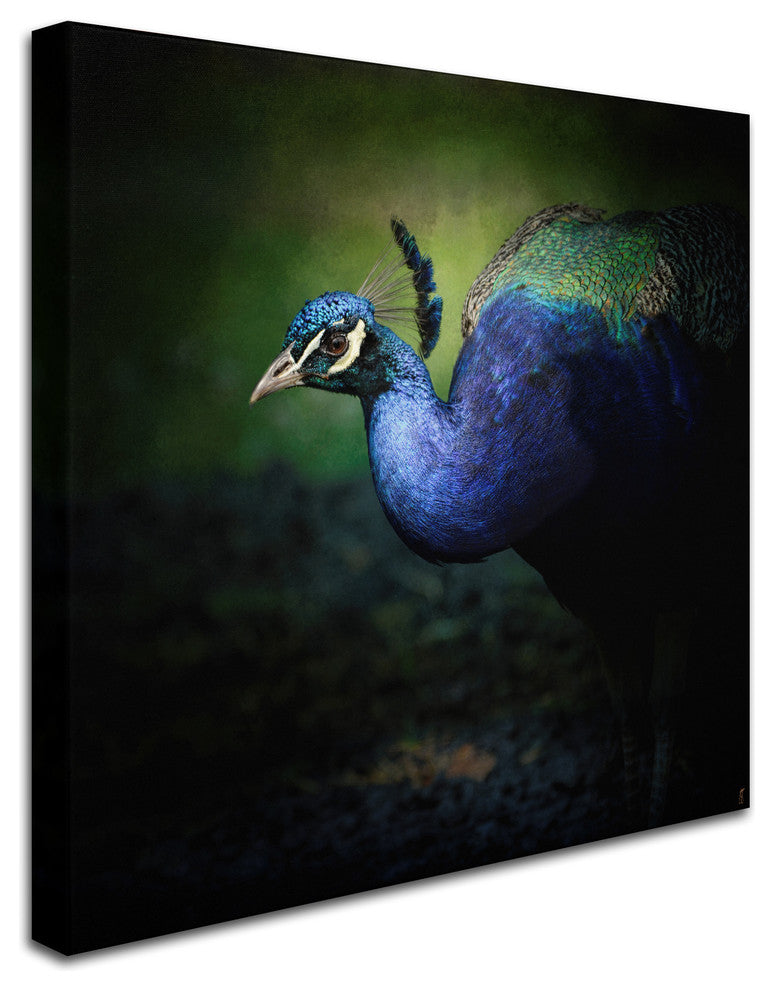 Jai Johnson 'Peacock 1' Canvas Art, 24 x 24