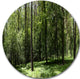 Wild Green Forest Panorama, Forest Round Metal Wall Art, 11"