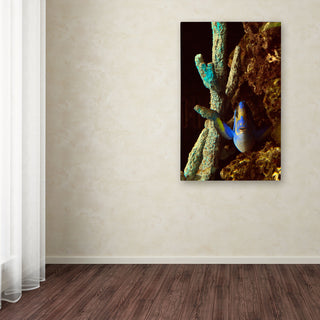 'Fish in the Rocks' Canvas Art by Kurt Shaffer