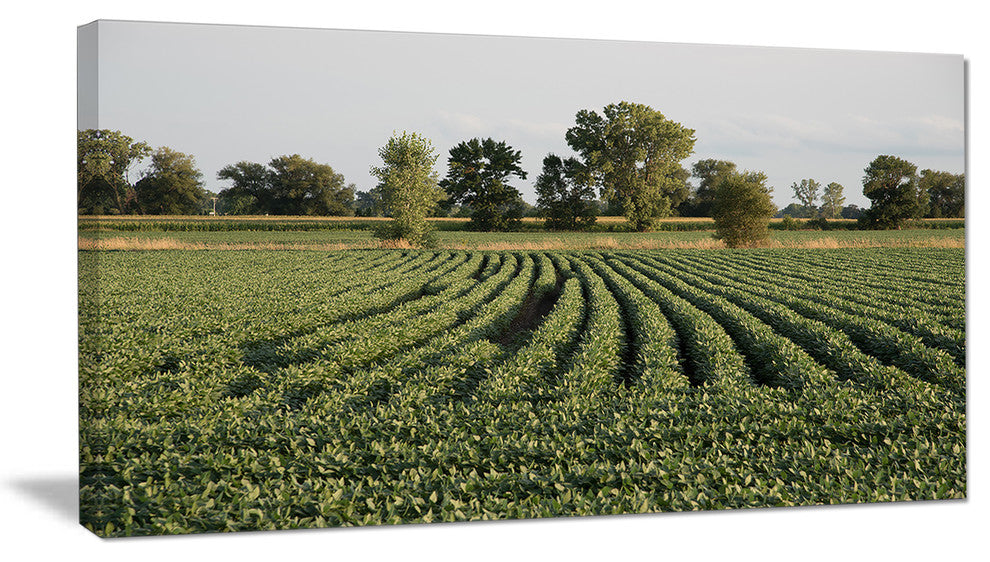 Wisconsin Soybean Field Rows, Landscape Canvas Art Print, 60"x28"