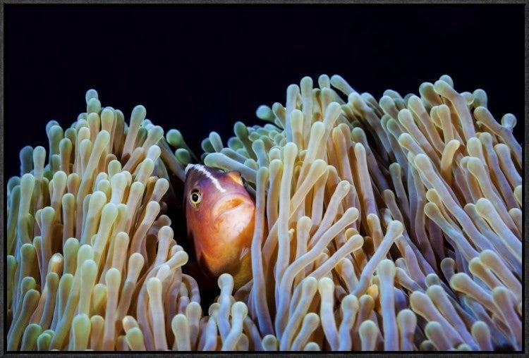 "Clownfish" Framed Canvas Giclee by Barathieu Gabriel, 31x21"