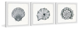 Pretty Shells Triptych, 54"x18"