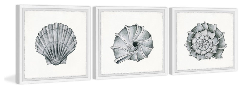 Pretty Shells Triptych, 54"x18"