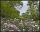 "Long Pricklyhead Poppy field near Christine, Texas"  by Tim Fitzharris, 25x19"