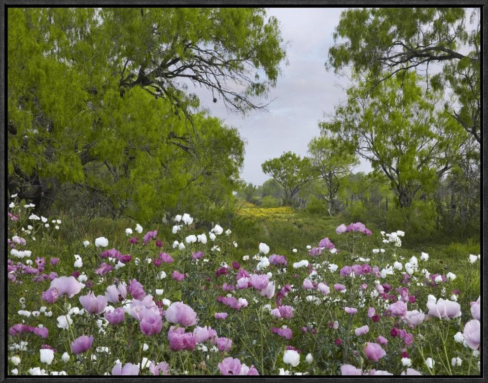 "Long Pricklyhead Poppy field near Christine, Texas"  by Tim Fitzharris, 25x19"