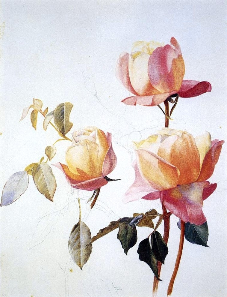 Henry Roderick Newman Florentine Roses, 21"x28" Wall Decal Print
