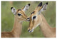 "Impala fawn grooming mother, Serengeti National Park" Paper Art, 62"x42"