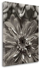 "Florison - 17" By Alan Blaustein, Giclee Print on Gallery Wrap Canvas