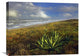 "Apollo Beach At Canaveral National Seashore, Florida" Artwork, 24" x 18"
