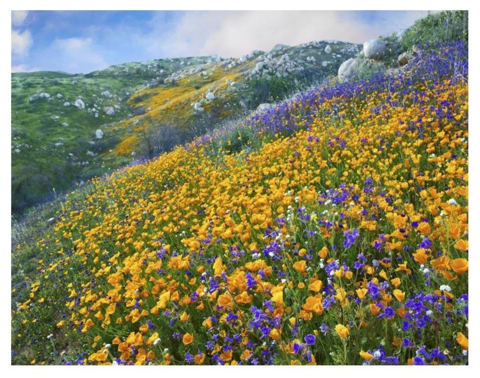 "California Poppym Desert Bluebell, Santa Ana Mountains" Paper Art, 18"x14"