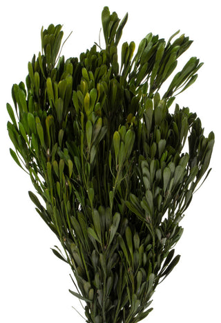 Vickerman Platys Foliage Bundle, Preserved, Spring Green