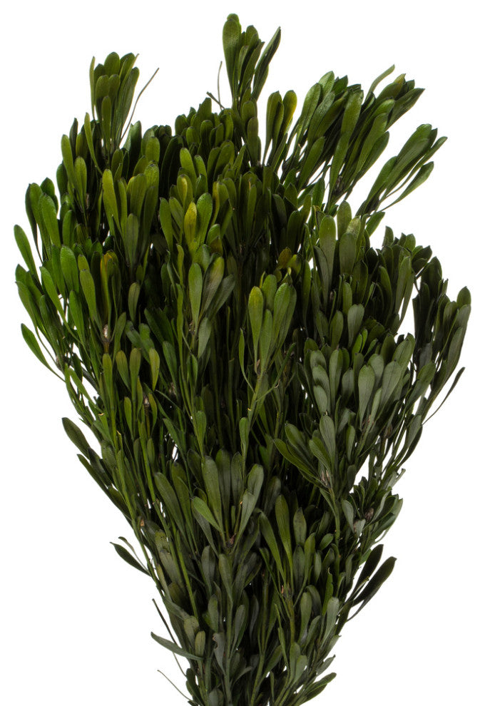 Vickerman Platys Foliage Bundle, Preserved, Spring Green
