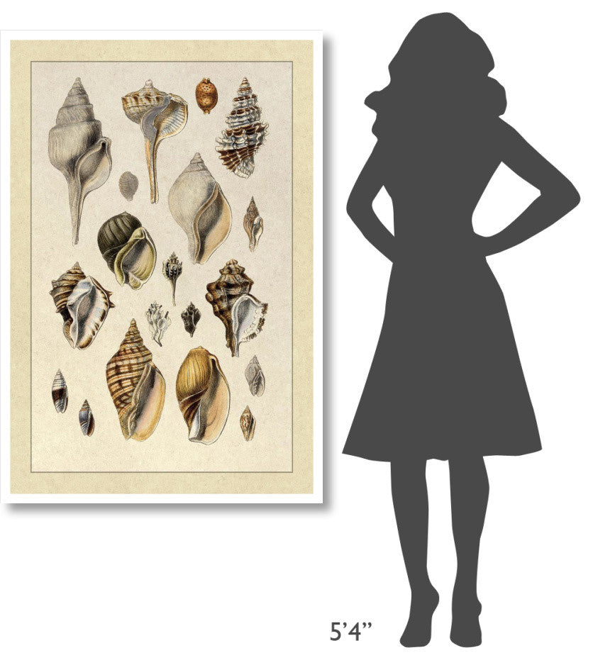"Shells: Sessile Cirripedes #3" Digital Paper Print by G.B. Sowerby, 34"x50"