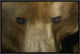 "Grizzly Bear portrait, native to North America"  by San Diego Zoo, 19x13"