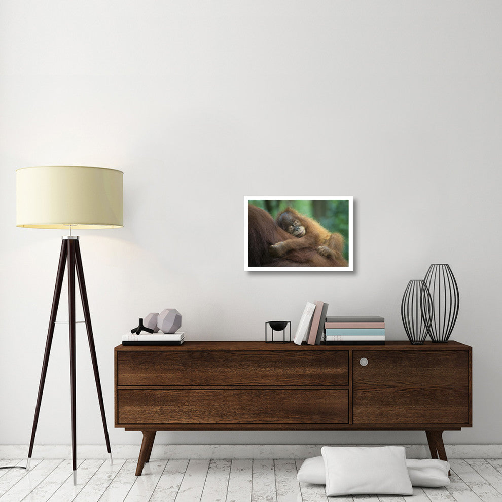 "Sumatran Orangutan baby sleeping on mother, north Sumatra" Paper Art, 26"x18"
