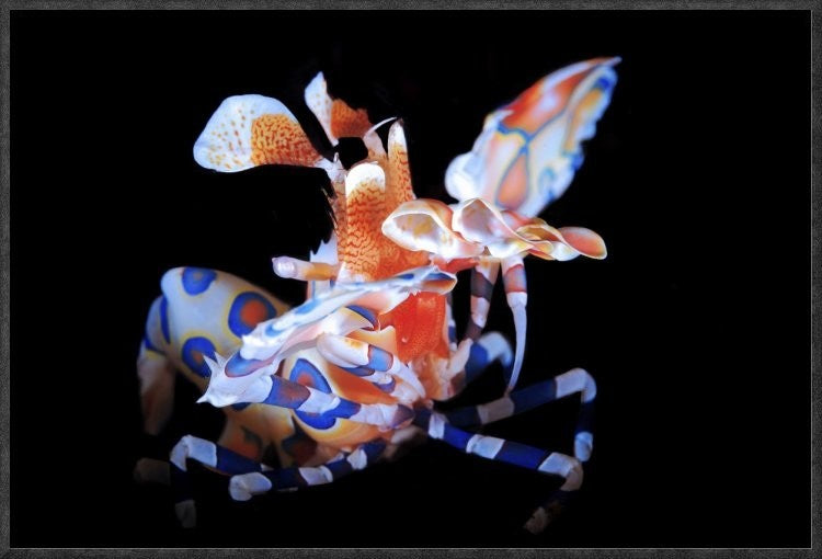 Harlequin Shrimp, 18"x12"