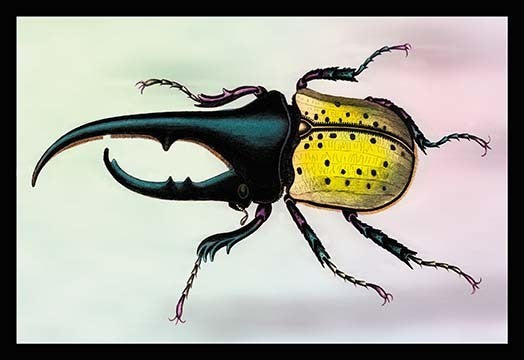 Horned Beetle #1- Framed Paper Poster 20" x 30"