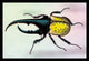 Horned Beetle #1- Framed Paper Poster 20" x 30"