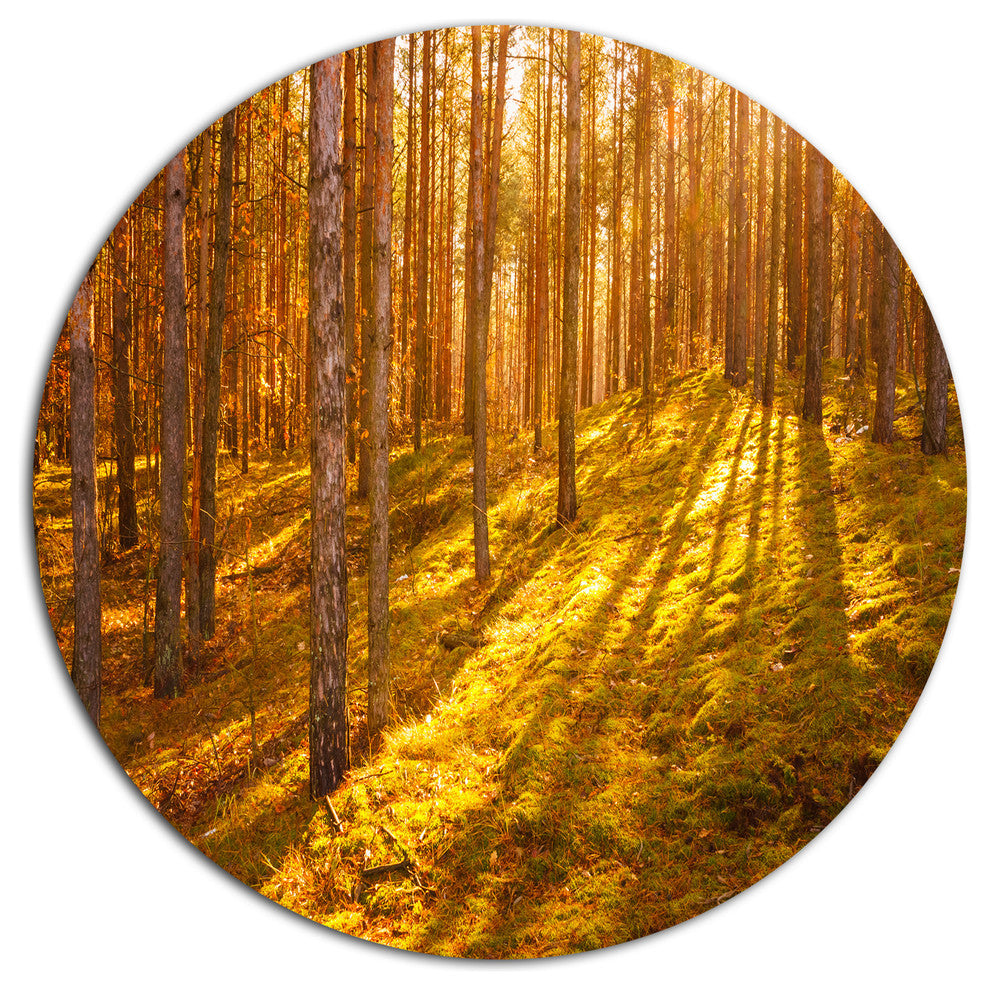 Beautiful Sunrays In Thick Forest, Forest Disc Metal Wall Art, 23"
