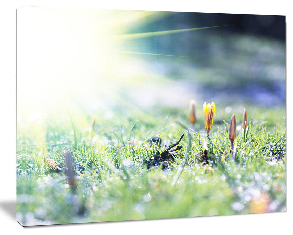 Beautiful First Spring Flowers At Dawn, Floral Canvas Art Print, 20"x12"