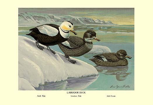 Labrador Duck- Gallery Wrapped Canvas Art 28" x 42"