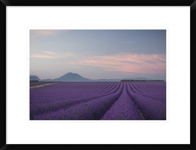 "Lavender Field" Framed Digital Print by Rostovskiy Anton, 26"x20"