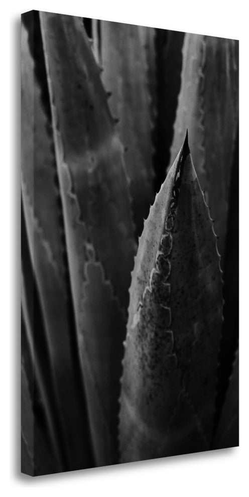 "Abstract Agava III" By Elizabeth Urquhart, Giclee Print on Gallery Wrap Canvas