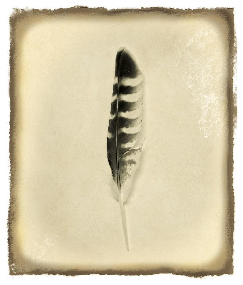 "Feather IV Vintage" Digital Paper Print by Debra Van Swearingen, 36"x42"