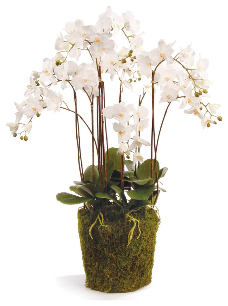 Phalaenopsis Orchid Drop-In with Root Ball, 36"