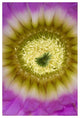 "Lace Hedgehog Cactus flower, Red Corral Ranch" Paper Art, 42"x62"