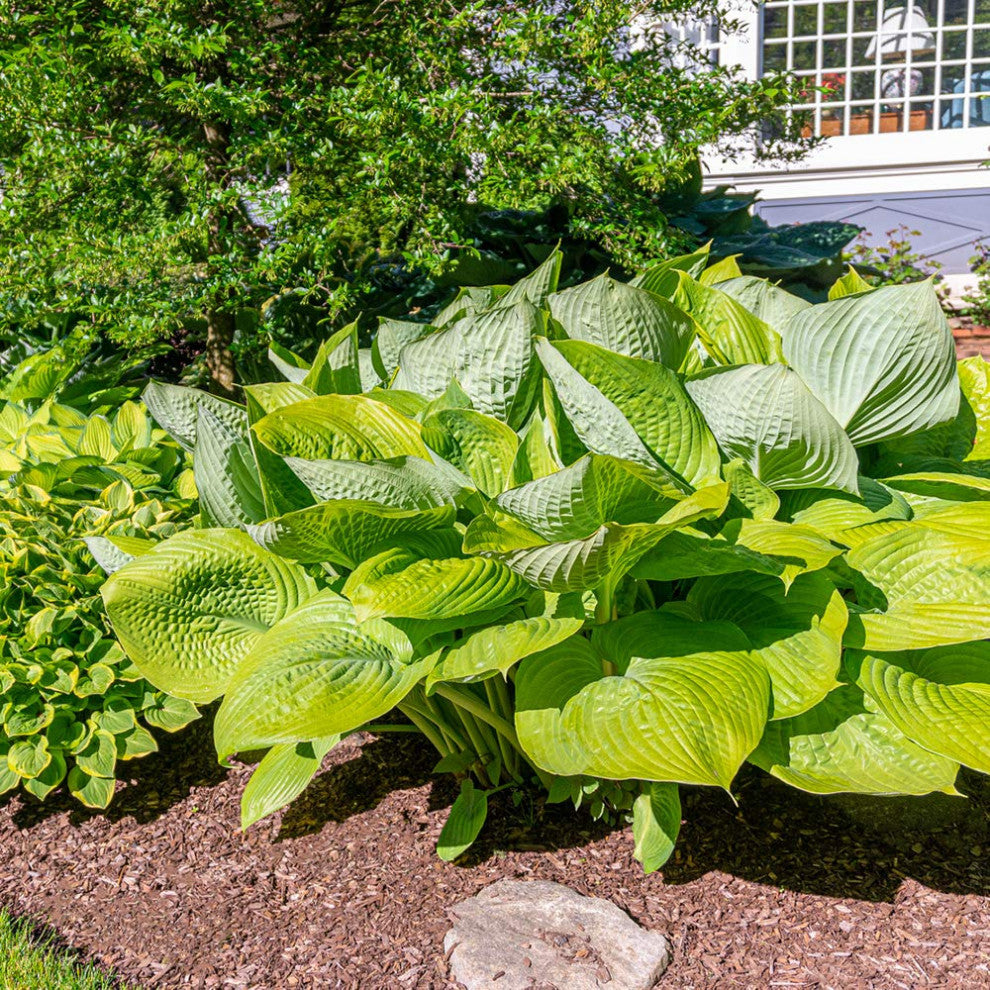 Giant Leaved Hosta - 3 Bare Roots