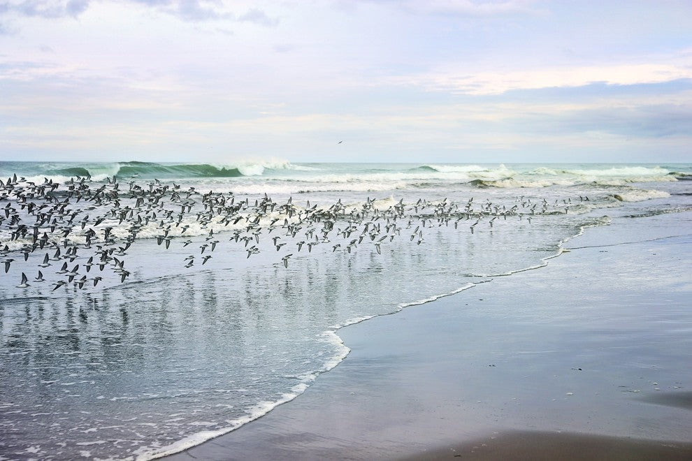 "Sea Birds" Painting Print on Wrapped Canvas
