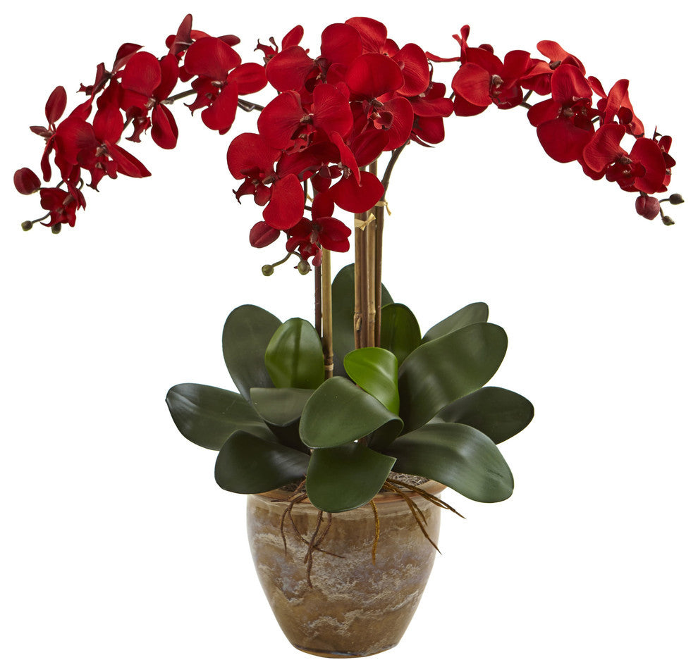 Triple Stem Phalaenopsis Arrangement Seasonal