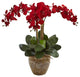 Triple Stem Phalaenopsis Arrangement Seasonal